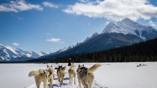 Chiens de traîneau dans les Rocheuses en hiver
