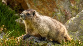 Marmotte