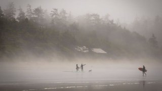 Tofino